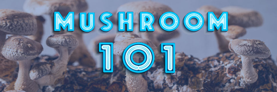 Growing Mushrooms 101 - Complete Instructions