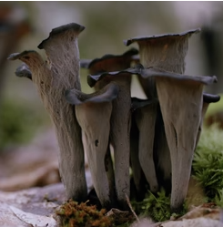 Exploring the World of Black Trumpet Mushrooms: A Species Spotlight